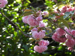 Prunus × lannesiana