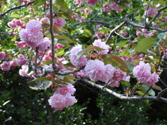 Prunus × lannesiana