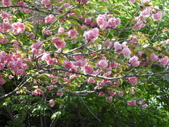 Prunus × lannesiana