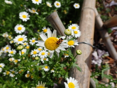 Tropidothorax sinensis