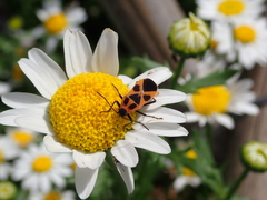 Tropidothorax sinensis