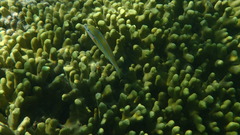 Stethojulis strigiventer