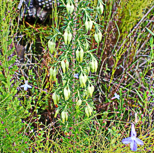 Image of Erica intermedia by no rights reserved