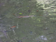 Oncorhynchus masou formosanus