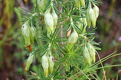 Erica intermedia