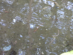 Oncorhynchus masou formosanus