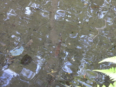 Oncorhynchus masou formosanus