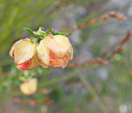 Image of Hermannia angularis by no rights reserved
