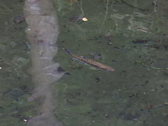 Oncorhynchus masou formosanus