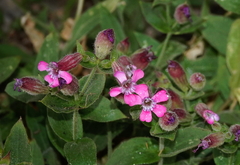 Silene acutifolia