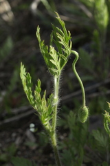 Papaver albiflorum