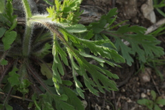 Papaver albiflorum