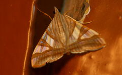 Agrioglypta zelimalis