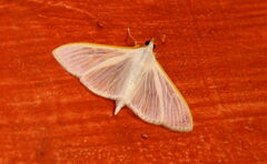 Palpita vitrealis