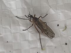 Brachycera