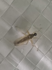 Insecta