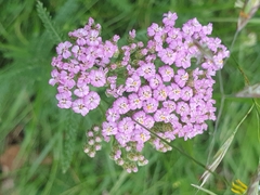 Achillea distans