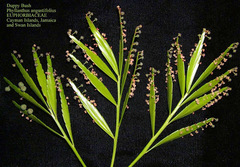 Phyllanthus angustifolius