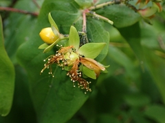 Hypericum inodorum