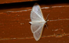 Palpita vitrealis