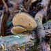 Pseudohydnum tasmanicum - Photo (c) Brendan Costello,  זכויות יוצרים חלקיות (CC BY), הועלה על ידי Brendan Costello