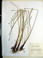 Eleocharis ussuriensis