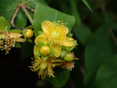 Hypericum inodorum