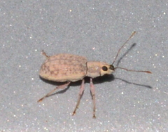 Cyphicerini