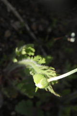 Papaver albiflorum