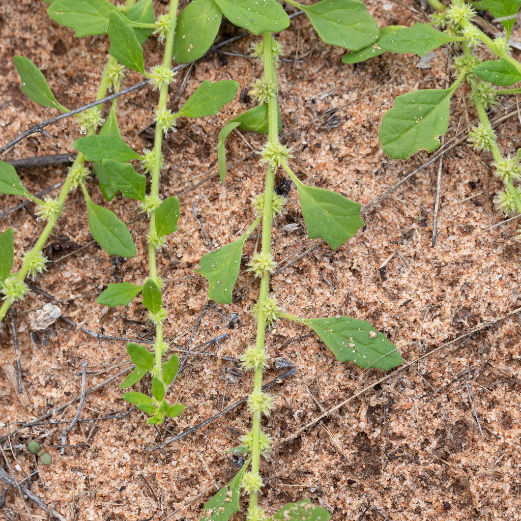 Crested goosefoot (Dysphania cristata)