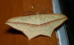 Timandra convectaria