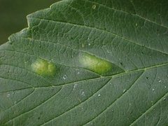 Aceria pseudoplatani