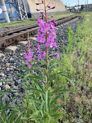 Chamaenerion angustifolium