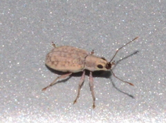 Cyphicerini