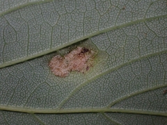Aceria pseudoplatani