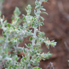 Sclerolaena birchii
