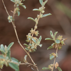 Atriplex muelleri
