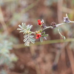 Indigofera linnaei