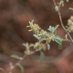 Atriplex muelleri