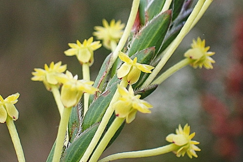 Image of Struthiola garciana by no rights reserved