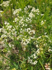 Galium anisophyllon