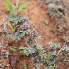 Indigofera linnaei
