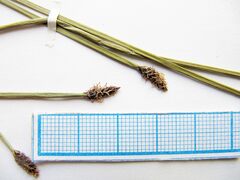 Eleocharis ussuriensis