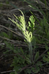 Papaver albiflorum