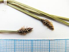 Eleocharis ussuriensis