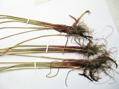 Eleocharis ussuriensis