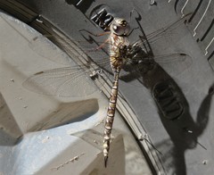 Aeshna canadensis