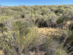 Thamnochortus bachmannii