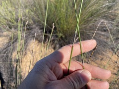 Thamnochortus bachmannii