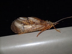 Ptilostomis ocellifera